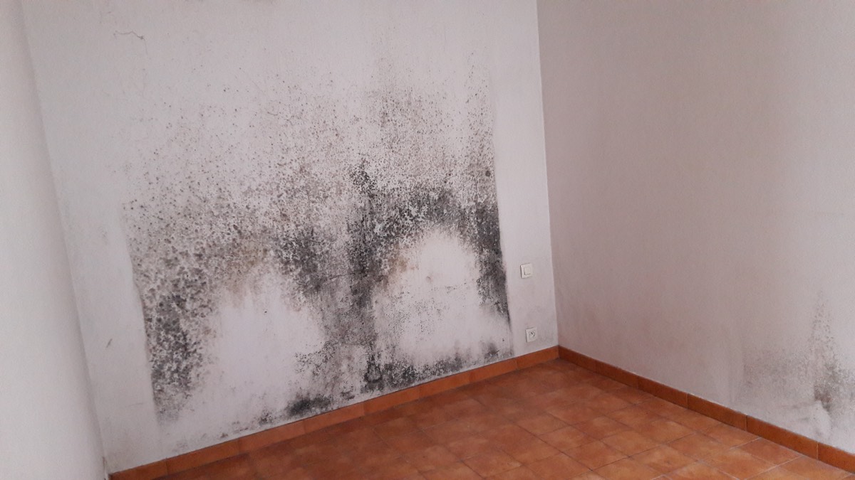 Moisissures - Expertise humidité à Troyes
